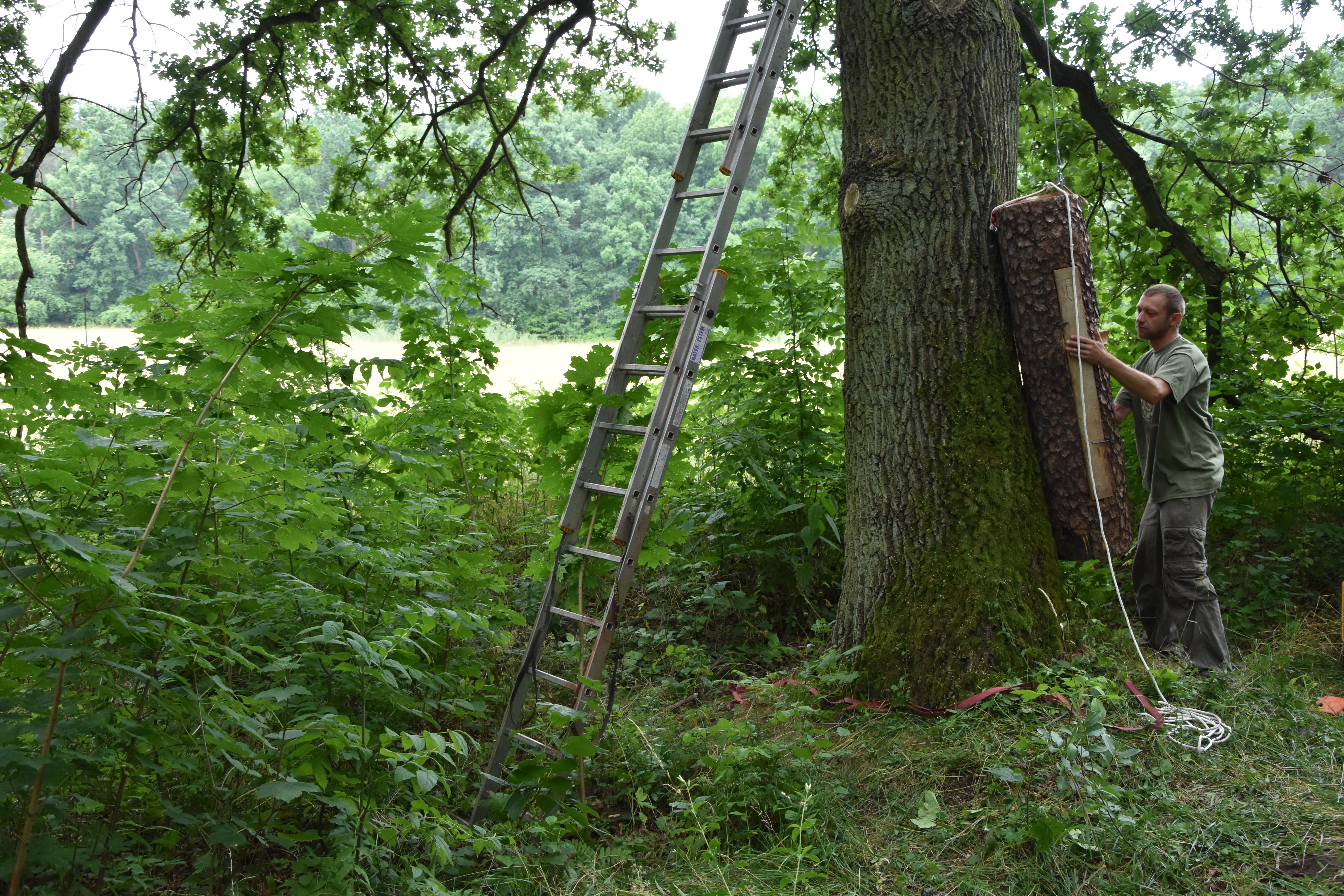 Na zdjęciu Pan Łukasz Hamerliński - bartnik, oraz kłoda bartna podczas wciągania na drzewo, na którym zawisła. Fot. W. Wróblewska