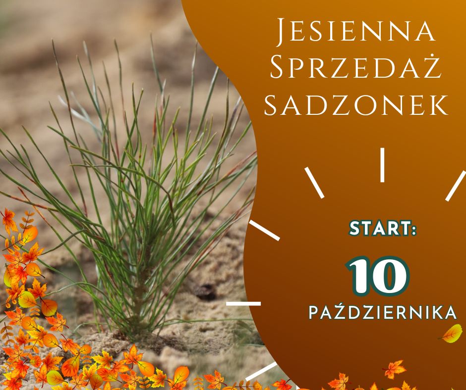 JESIENNA SPRZEDAŻ SADZONEK